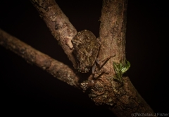 Cotylana angustifrons