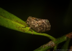 Cotylana angustifrons