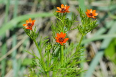 Adonis aestivalis parviflora