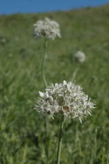 Allium tulipifolium