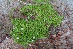 Lagenophora strangulata