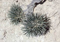 Anabasis cretacea