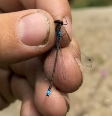 Erythromma viridulum