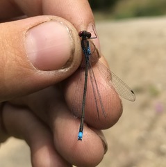 Erythromma viridulum