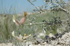 Astragalus medius