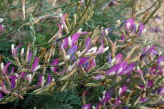 Astragalus kustanaicus
