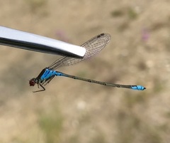 Erythromma viridulum