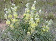 Astragalus vulpinus