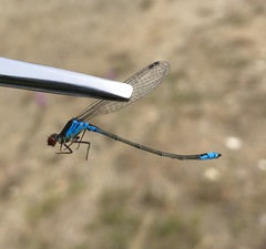 Erythromma viridulum