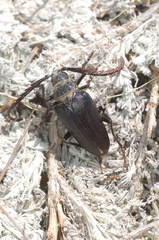 Prionus brachypterus