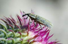 Lixus filiformis