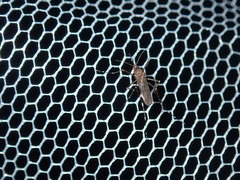 Aedes notoscriptus