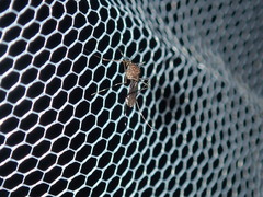 Aedes notoscriptus