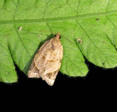 Neocalyptis affinisana