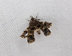 Nosphistica bisinuata