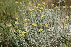 Helichrysum arenarium
