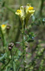Linaria incompleta
