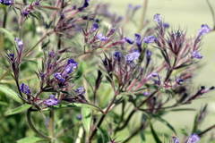 Nepeta ucranica