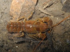 Austropotamobius pallipes