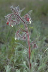 Onosma polychroma