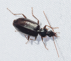Platynina