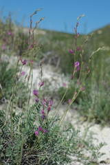 Oxytropis gebleriana