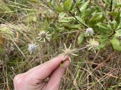 Eryngium integrifolium
