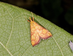 Pyrausta ignealis