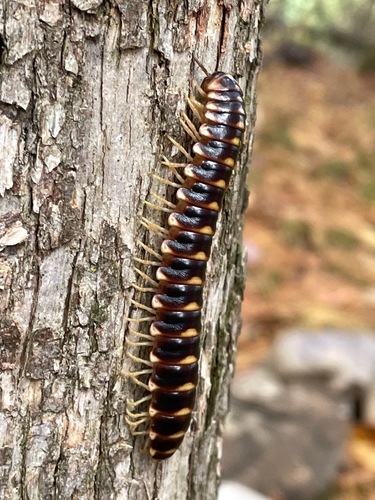 Rudiloria trimaculata