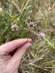 Eryngium integrifolium