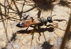 Sphex funerarius