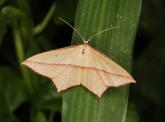 Timandra convectaria