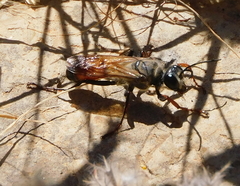 Sphex funerarius
