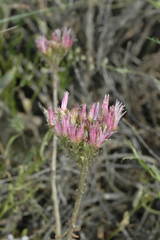 Pseudosedum lievenii