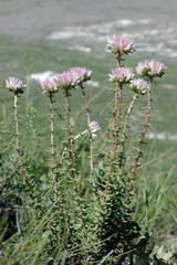 Pseudosedum lievenii
