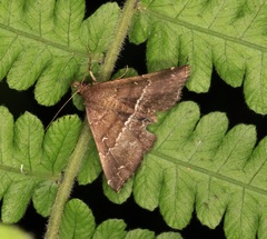 Adrapsa mediana