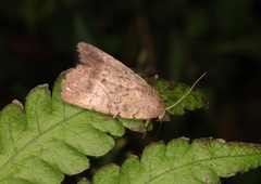 Athetis terminata