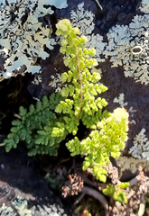 Cheilanthes contracta
