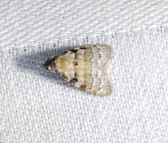 Nola bifascialis