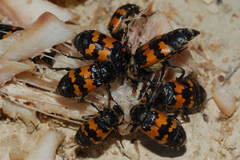 Nicrophorus antennatus