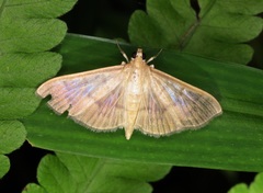 Patania punctimarginalis