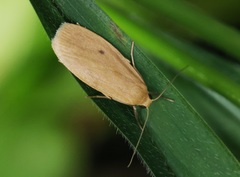 Paralithosia shaowuica