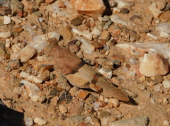 Sphingonotus lluciapomaresi