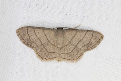 Scopula mecysma