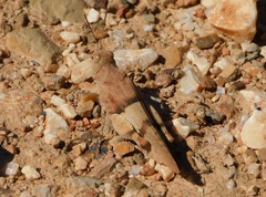 Sphingonotus lluciapomaresi