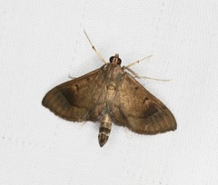 Almonia
