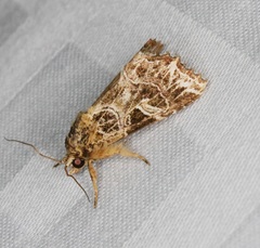 Callopistria exotica