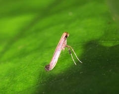Caloptilia recitata