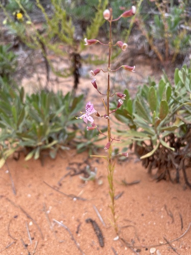 Image of Dicerandra fumella by (c) evangrimes, some rights reserved (CC BY)