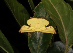Corymica arnearia